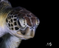   Portrait Carey Chelonia mydas night diving Nikon D7200 Tamron 60mm macro Kenko 1.4x teleconverter F20.0 1250 ISO400Aguadilla Puerto Rico 14x 4x F200 F20 1/250 250  